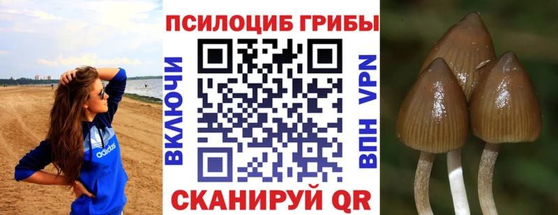 цена   Красноярск  Псилоцибиновые грибы GOLDEN TEACHER 